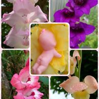 グラジオラス,セッコク,球根,球根大好き,今日のお花の画像
