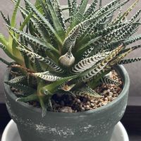 十二の巻,ハオルチア　鷹の爪,ハオルチア属,いつもありがとう♡,アロエ属の画像