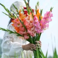 グラジオラス,グラジオラス,暑い！暑い！,今日の お花,夏のお花の画像