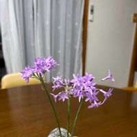 ツルバキアの画像
