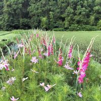 グラジオラス,コスモス,紫陽花,モナルダ(ベルガモット),アマガエルくんの画像