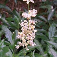 ハラン,藪茗荷,ヤブミョウガ,クサギ,イシガケチョウの画像