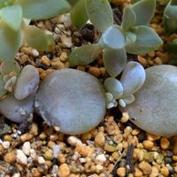 多肉植物,葉挿し,多肉寄せ植え,実生苗,葉挿しっ子の画像