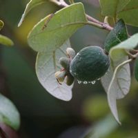 フェイジョア,フェイジョア 実,フェイジョア花,早朝散歩♪の画像