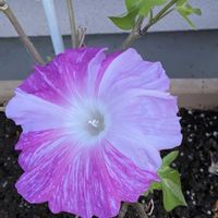 曜白朝顔･暁の舞,玄関アプローチ,庭の画像