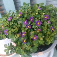 エキザカム,夏の花,庭に咲くお花たちの画像