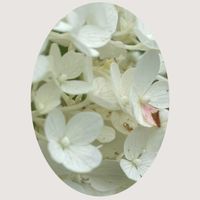 ブラキカム,ノリウツギ,花のある暮らし,お花大好き♡,お散歩ちゃんキーホルダーの画像