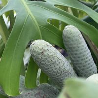 ガマ,モンステラ,ウツボカズラ,ムサシアブミ,ソーセージの木の画像