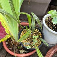 コチョウラン,シマツルボ,窓辺,玄関の画像