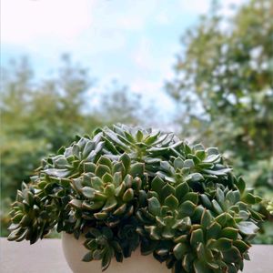 ブルーエルフ,オリビア,ジェイドネックレス,デントラチェム,多肉植物の画像