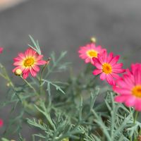 マーガレット,marguerite,木春菊,キク科,モクシュンギク属の画像
