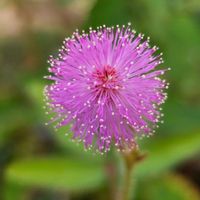オジギソウ,木曜モフモフ,木曜日は桃色,庭の画像