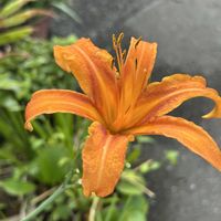 オリズルラン,オリズルラン,モモ,タカサゴユリ,タカサゴユリの画像