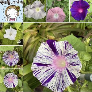 朝顔,朝顔,朝顔 団十郎,丸葉朝顔,朝顔 紺条斑点絞りの画像