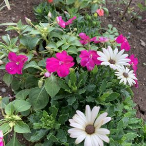 インパチェンス,オステオスぺルマム,花壇,挿し木,和むの画像
