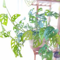 マドカズラ,観葉植物,つる性植物,挿し木,モンステラ属の画像