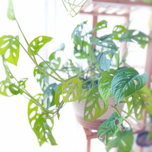 マドカズラ,観葉植物,つる性植物,挿し木,モンステラ属の画像