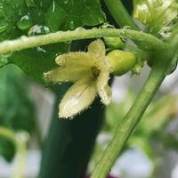 オキナワスズメウリ,雌花.,ガーデニング,ネコ好き,夏に強い植物の画像