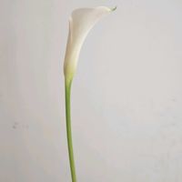 カラー,カラー　サッポロ,一人一花,一人一花運動@福岡市,ハナノヒの画像