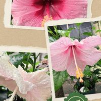 ハイビスカス,鉢植えの画像