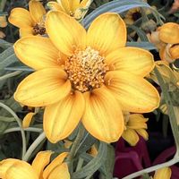 アイビーゼラニウム,ジニア,セイロンライティア,センペルビウム,花壇の画像