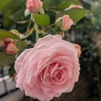 キンカン,シークワーサー,朝顔,ニューウェーブ,マリーヘンリエッテの画像