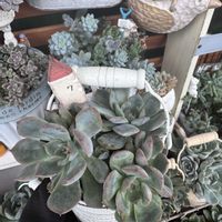 多肉,エケベリア,白雪姫,多肉植物,葉挿しの画像