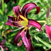 ヘメロカリス,ヘメロカリス  デイリリー,ヘメロカリス　ブラックアローヘッド,紫の花,夏の花の画像