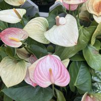 明石焼き,植物園,温室,ハーブ園,神戸布引ハーブ園の画像