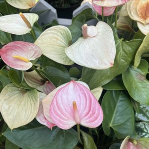 明石焼き,植物園,温室,ハーブ園,神戸布引ハーブ園の画像