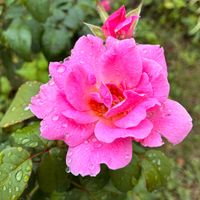 地植え,マイガーデン,太陽大好き,植物大好き,ばら バラ 薔薇の画像