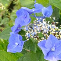 ガクアジサイ,涼やか,嬉しい出会い,癒されて,ひるがの高原牧歌の里の画像