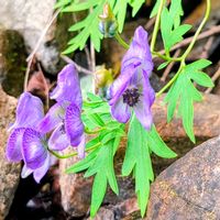 トリカブト,山野草,登山,花のある暮らし,緑のある暮らしの画像