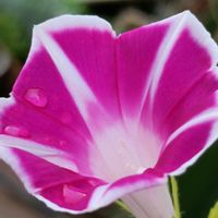 鉢植え,ピンク,夏のお花,つる性,癒し…♡の画像