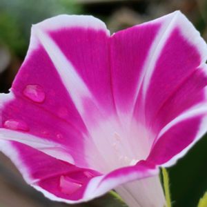 鉢植え,ピンク,夏のお花,つる性,癒し…♡の画像
