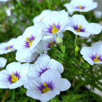 エキザカム,ニーレンベルギア,鉢植え,室内,自宅の画像