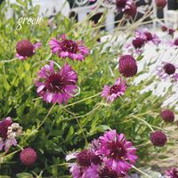 ガイラルディア,クレマチス,花のある暮らし,優しい気持ち,お庭のお花の画像