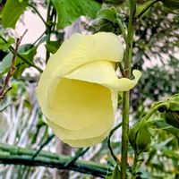 トロロアオイの画像