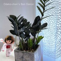 観葉植物,平和を願う☆,ザミオクルカスレイヴン,窓辺の画像