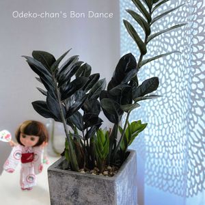 観葉植物,平和を願う☆,ザミオクルカスレイヴン,窓辺の画像