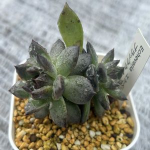 ムーンストーン,ブラッククィーン,グランデシンザ,エケベリア　ライムグリーン,エケベリアミルクファームの画像