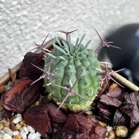 多肉植物いろいろ,ギムノカリキウム,ユーフォルビア群星冠,ユーフォルビア ポリゴナ,月下美人　パキフィツム属の画像