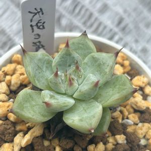リラシナ,ピンクザラゴーサ,天空の城^o^,クィーンオブビューティー,トラムスの画像
