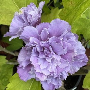 ムクゲ,ムクゲ 紫玉,ムクゲ 紫玉,木槿(ムクゲ),花のある暮らしの画像