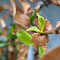 ボケ,鉢植え,バルコニー/ベランダの画像