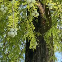 サクラ,イチョウ,ラクウショウ,ラクウショウの実,ヌマスギの画像