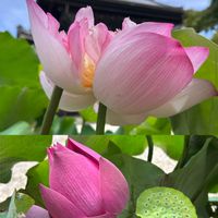 ハス,ハス,ヒメリンゴ,ヒメリンゴ,ポンポン菊の画像