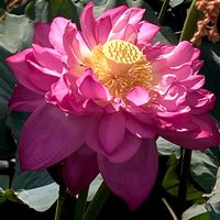ナツメ,ハス,フウセンカズラ,花オクラ,ヘクソカズラの画像