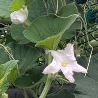 ヒョウタンの画像