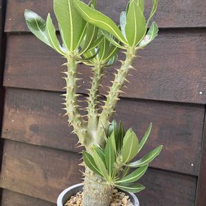 パキポディウム,パキポディウム・ロスラーツム,多肉植物,塊根植物,コーデックスの画像